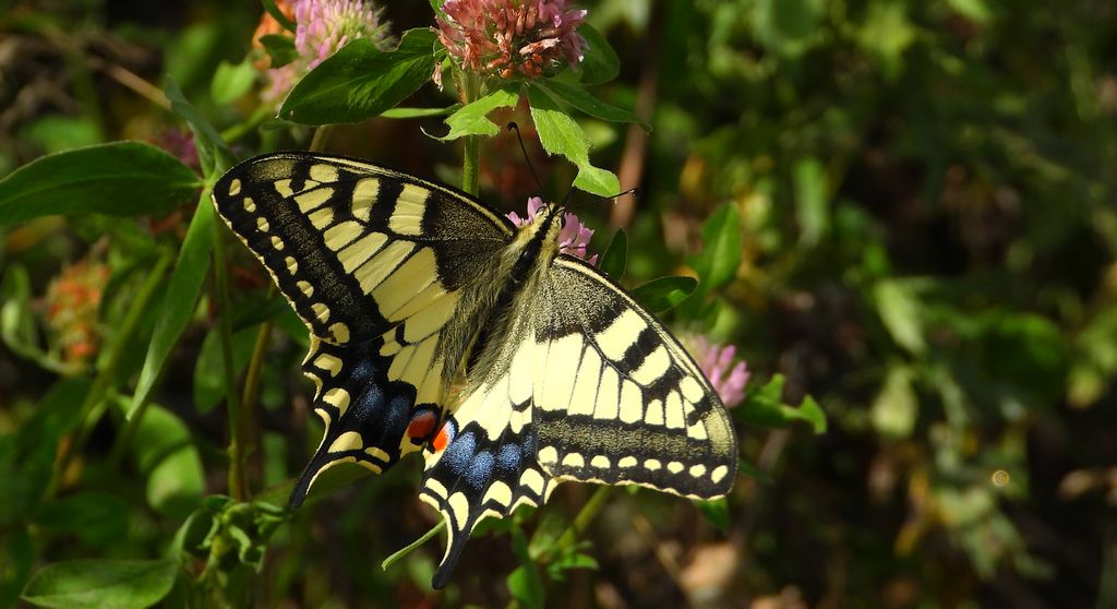 Paź królowej (Papilio machaon)