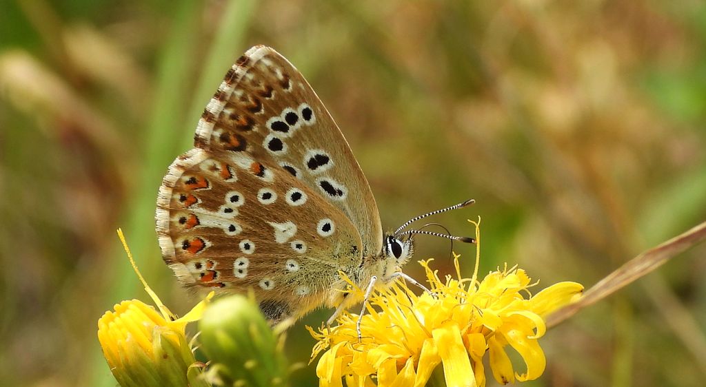 Modraszek korydon (Polyommatus coridon)