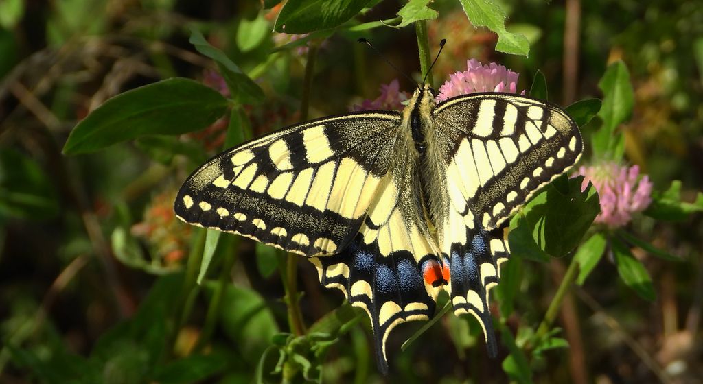 Paź królowej (Papilio machaon)