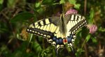 Paź królowej (Papilio machaon)