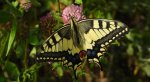 Paź królowej (Papilio machaon)