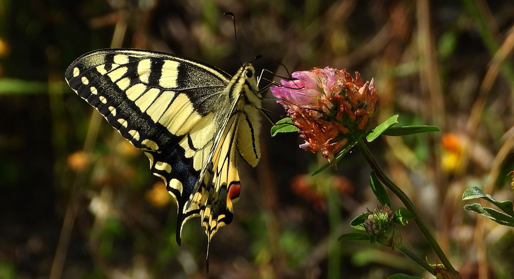 Paź królowej (Papilio machaon)