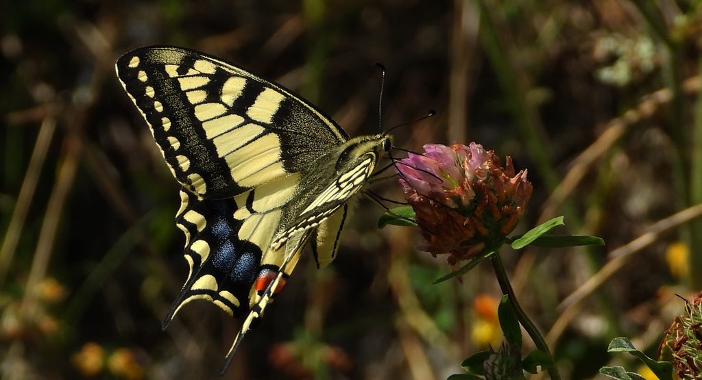 Paź królowej (Papilio machaon)