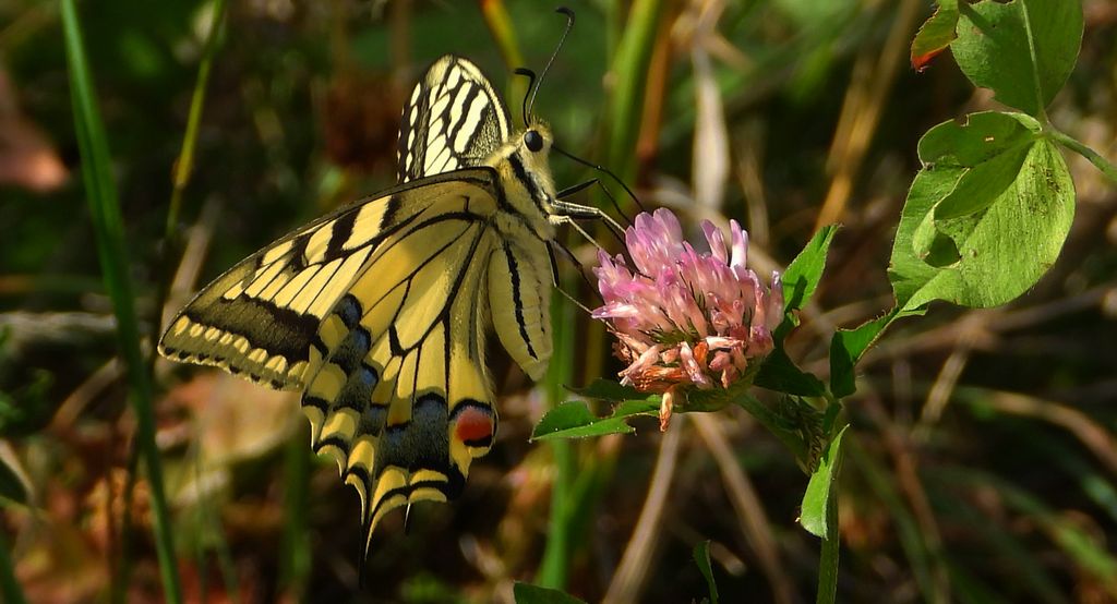 Paź królowej (Papilio machaon)