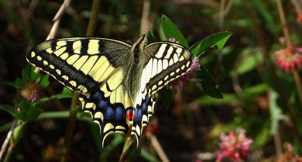 Paź królowej (Papilio machaon)