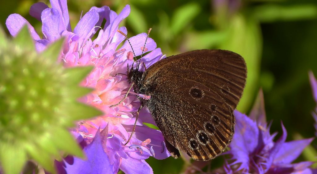 Strzępotek edypus (Coenonympha oedippus)
