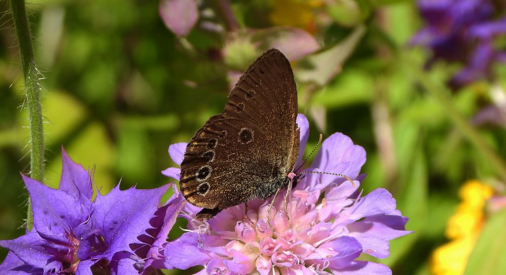 Strzępotek edypus (Coenonympha oedippus)