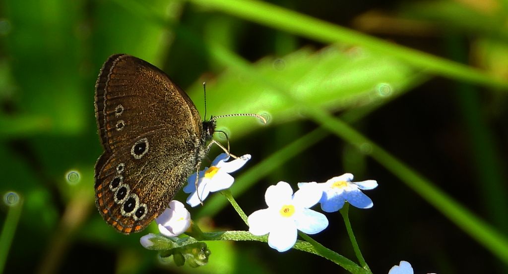 Strzępotek edypus (Coenonympha oedippus)