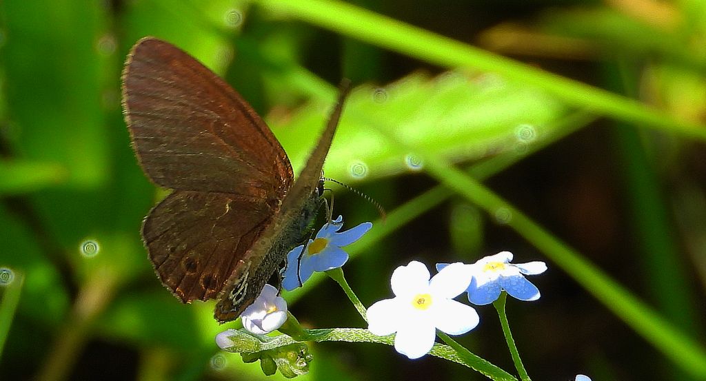 Strzępotek edypus (Coenonympha oedippus)