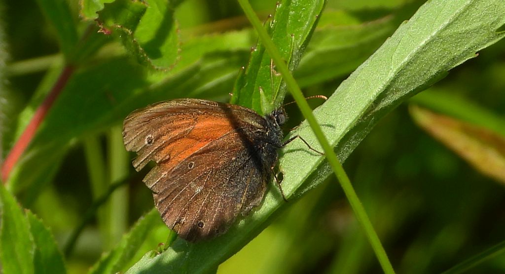 Strzępotek soplaczek (Coenonympha tullia)