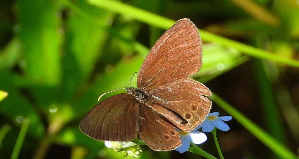 Strzępotek edypus (Coenonympha oedippus)