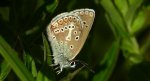 Modraszek eumedon (Aricia eumedon)