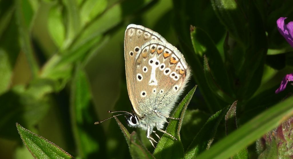 Modraszek eumedon (Aricia eumedon)
