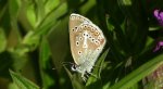 Modraszek eumedon (Aricia eumedon)