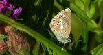 Modraszek eumedon (Aricia eumedon)