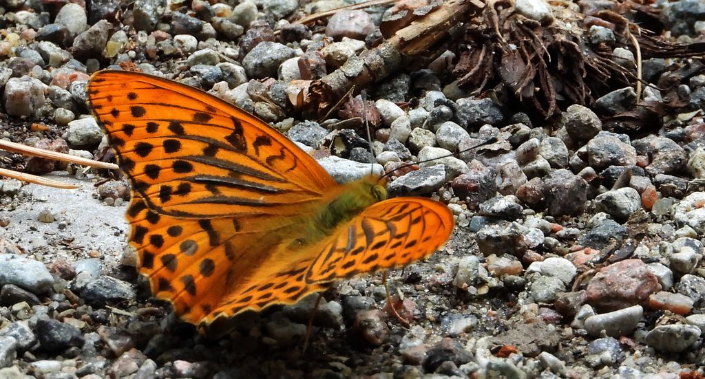 Dostojka malinowiec, perłowiec malinowiec (Argynnis paphia)