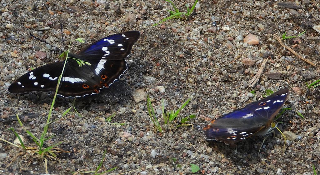 Mieniak tęczowiec (Apatura iris) i mieniak strużnik (Apatura ilia)