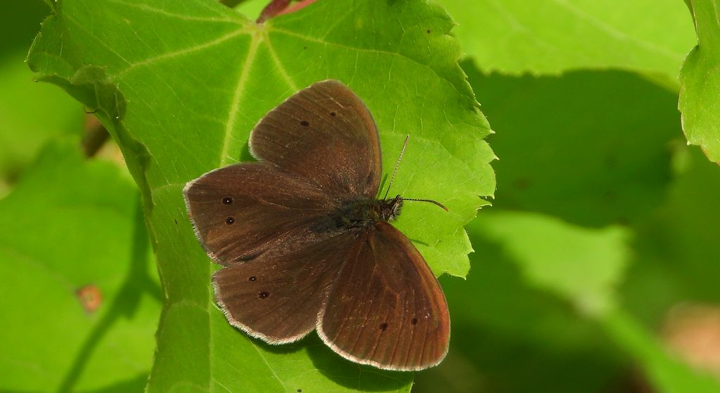 Przestrojnik trawnik (Aphantopus hyperantus)