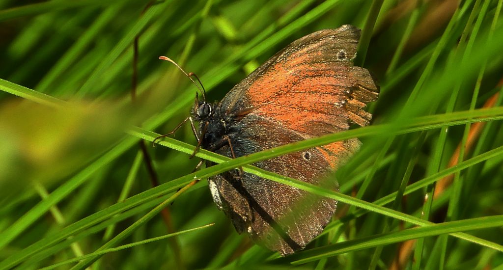 Strzępotek soplaczek (Coenonympha tullia)