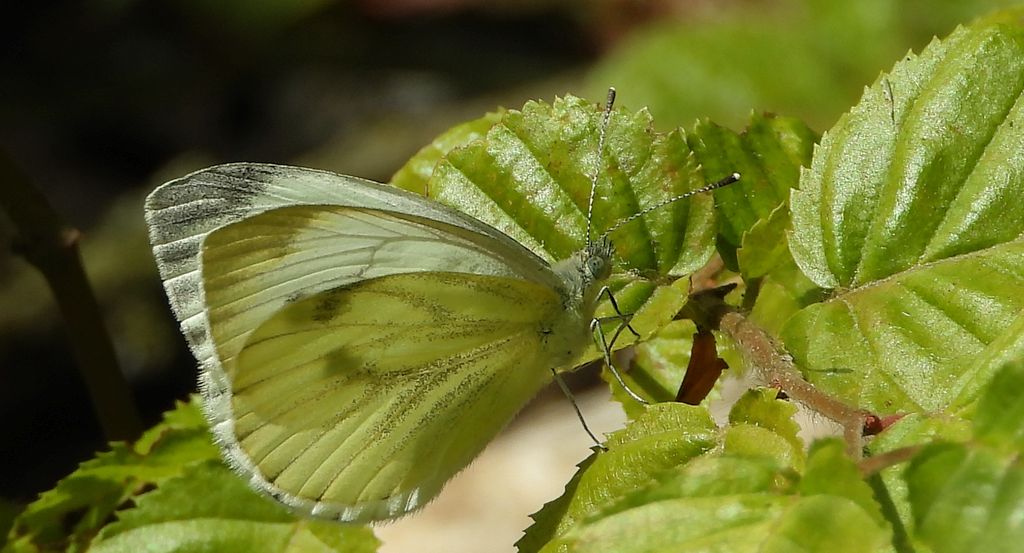 Bielinek kapustnik (Pieris brassicae)