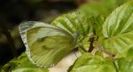 Bielinek kapustnik (Pieris brassicae)