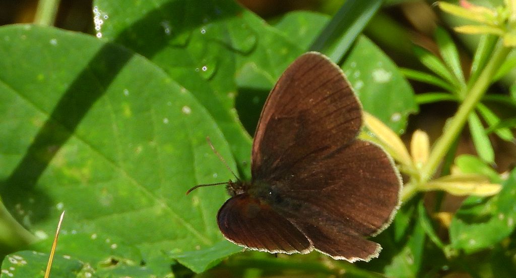 Przestrojnik trawnik (Aphantopus hyperantus)