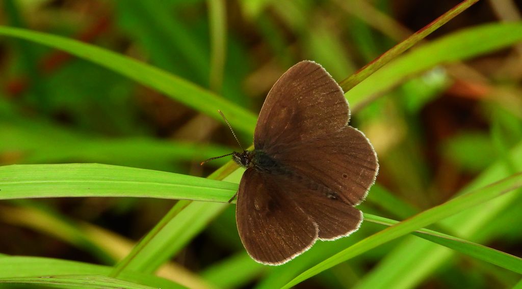 Przestrojnik trawnik (Aphantopus hyperantus)