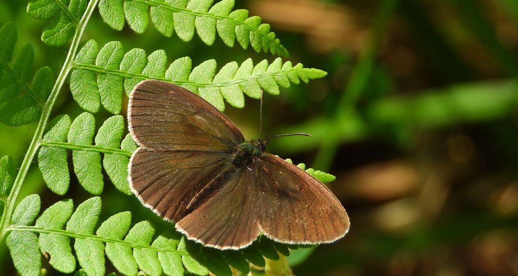 Przestrojnik trawnik (Aphantopus hyperantus)