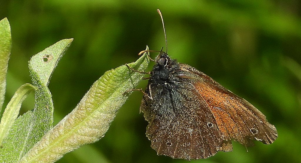 Strzępotek soplaczek (Coenonympha tullia)