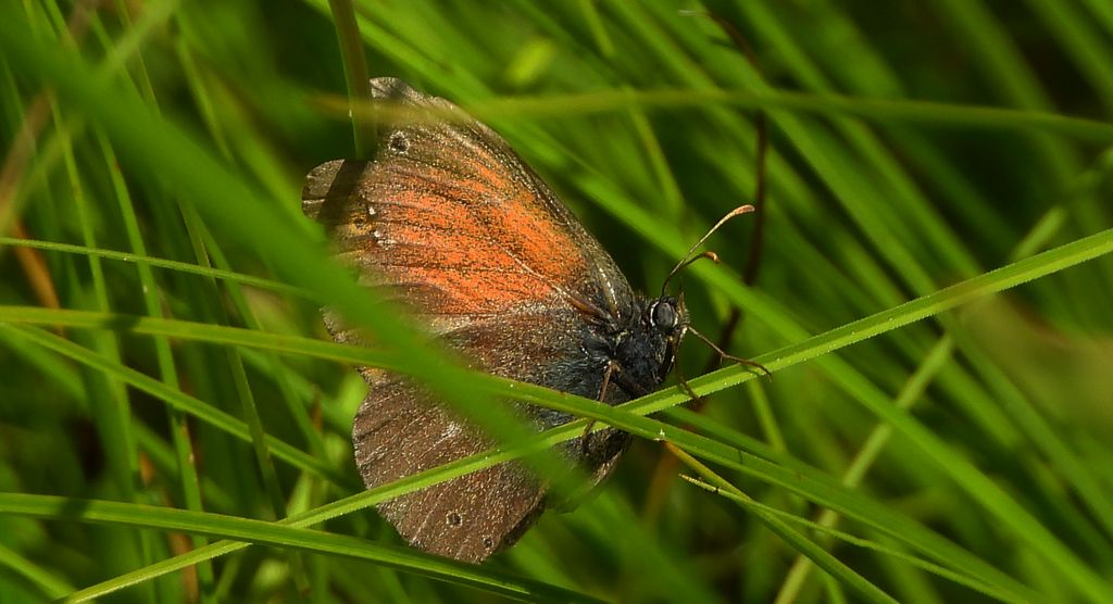 Strzępotek soplaczek (Coenonympha tullia)
