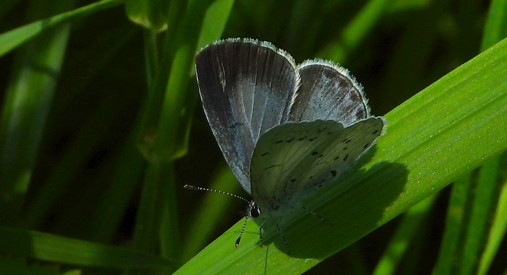 Modraszek wieszczek (Celastrina argiolus)