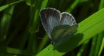 Modraszek wieszczek (Celastrina argiolus)