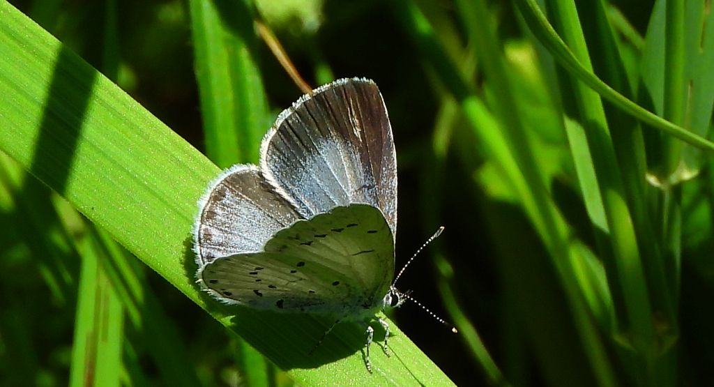Modraszek wieszczek (Celastrina argiolus)