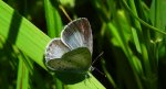 Modraszek wieszczek (Celastrina argiolus)