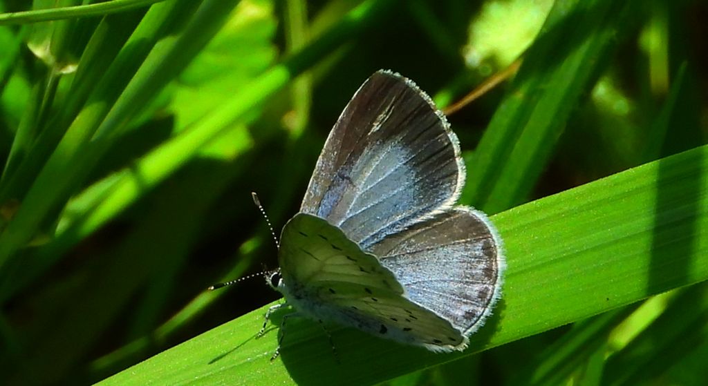 Modraszek wieszczek (Celastrina argiolus)