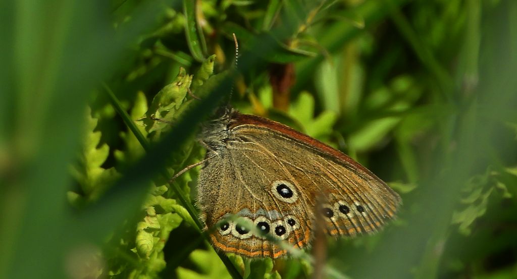 Strzępotek edypus (Coenonympha oedippus)