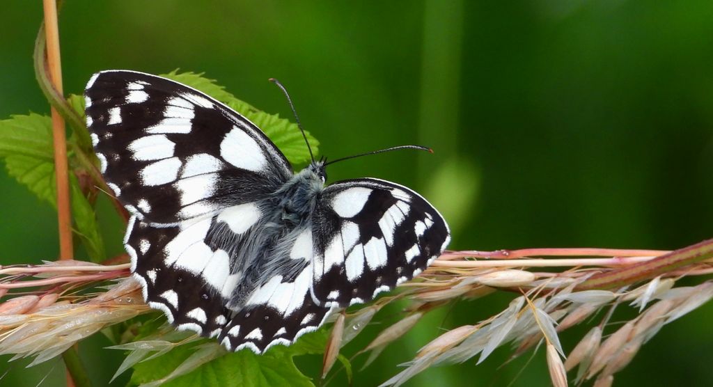 Polowiec szachownica (Melanargia Galatea)