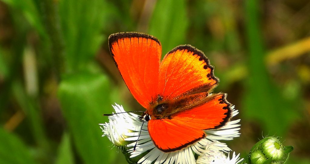 Czerwończyk dukacik (Lycaena virgaureae)