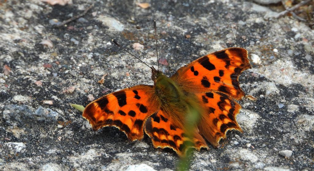 Rusalka ceik (Polygonia c-album)