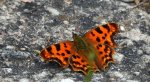 Rusalka ceik (Polygonia c-album)