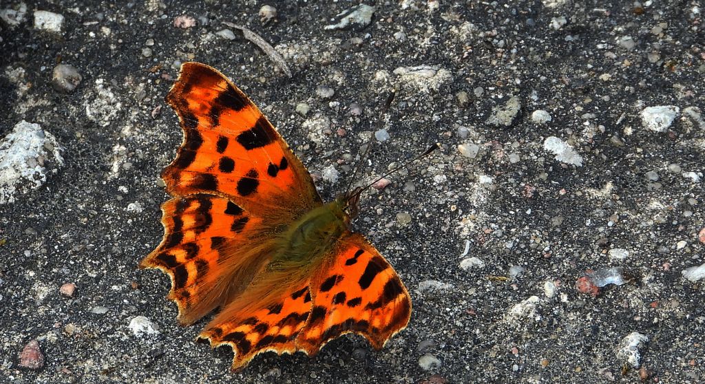 Rusalka ceik (Polygonia c-album)