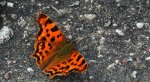 Rusalka ceik (Polygonia c-album)