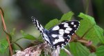 Polowiec szachownica (Melanargia Galatea)