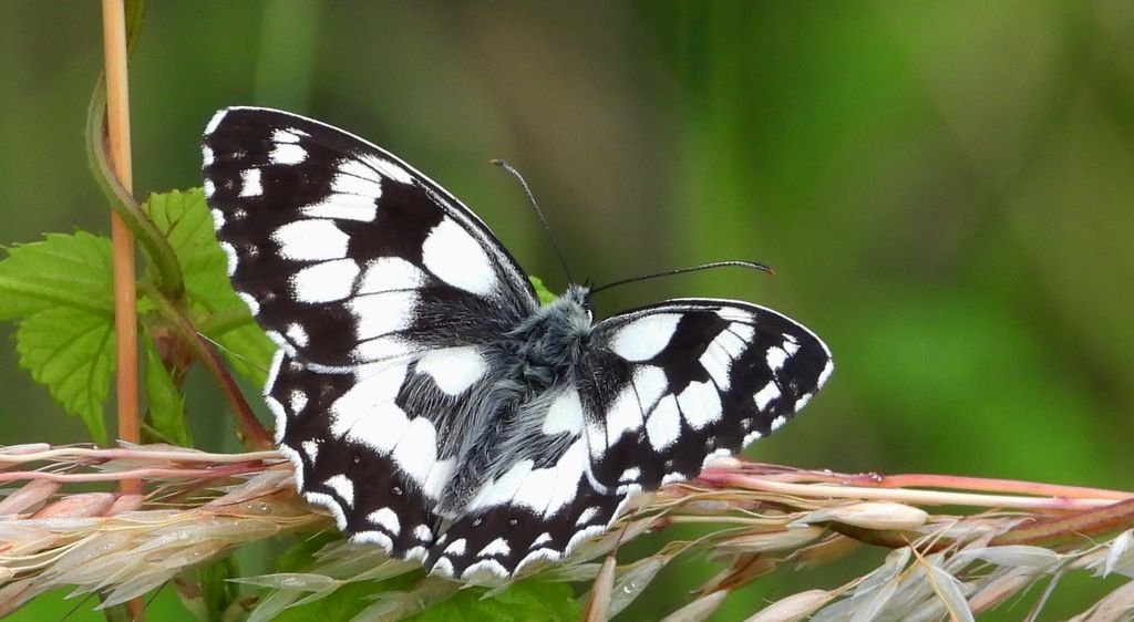 Polowiec szachownica (Melanargia Galatea)