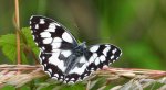 Polowiec szachownica (Melanargia Galatea)
