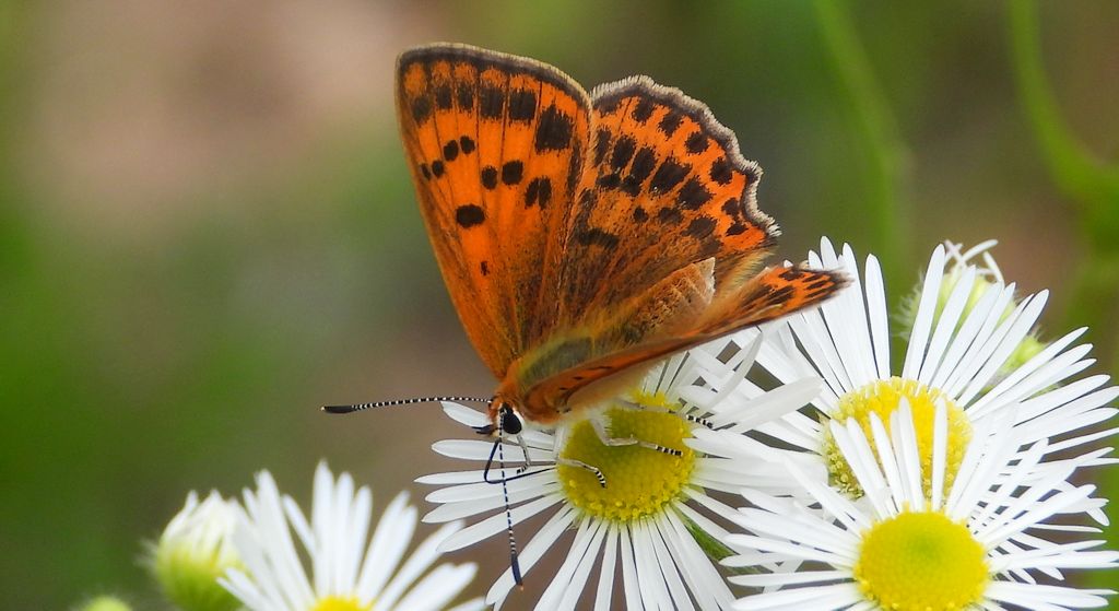 Czerwończyk dukacik (Lycaena virgaureae)