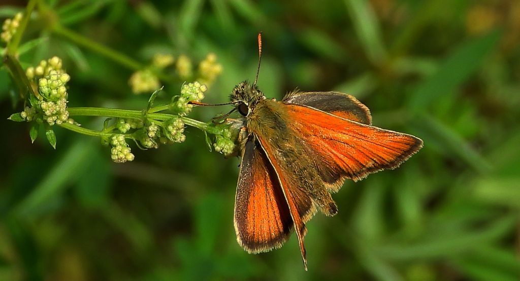 Karłątek leśny, karłątek ceglasty (Thymelicus sylvestris)