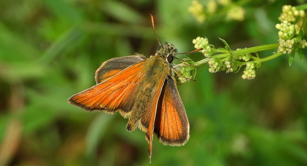 Karłątek leśny, karłątek ceglasty (Thymelicus sylvestris)