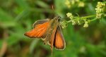 Karłątek leśny, karłątek ceglasty (Thymelicus sylvestris)