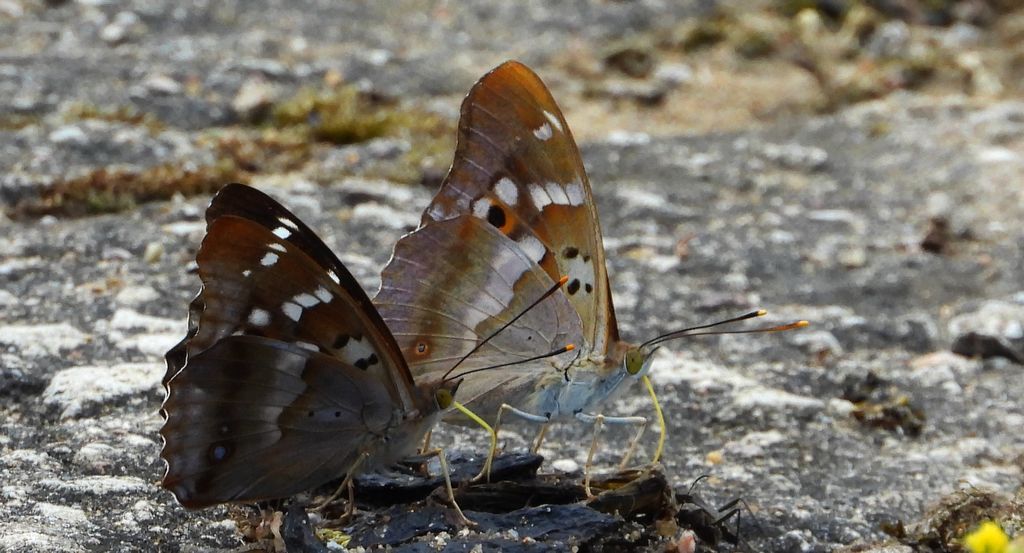 Mieniak strużnik (Apatura ilia)